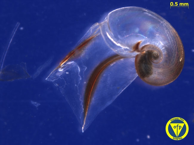 500m: shell of pteropod Peracle tricantha