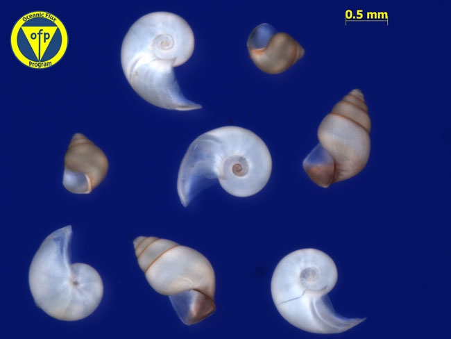 500m: Pteropod Limacina inflata, L. trochiformis & L. bullimoides shells