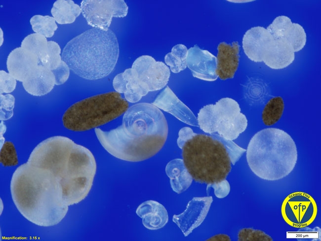 3200m: Foraminifera & pteropod shells and fecal pellets
