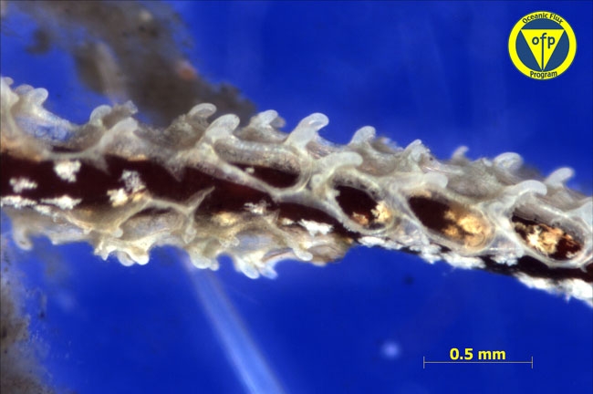 3200m: Sinking Sargassum blade with epiphytes