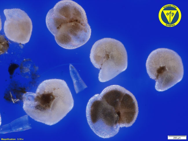 500m: Foraminifera Globoratalia truncatulinoides