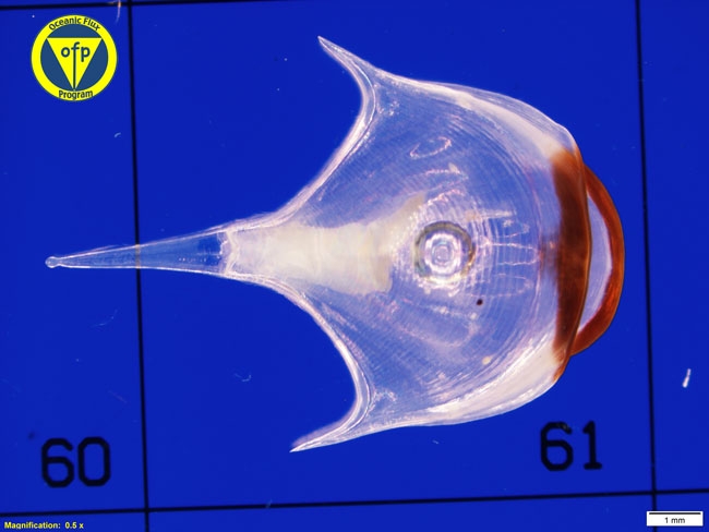 3200m: Pteropod shell of Diacria trispinosa