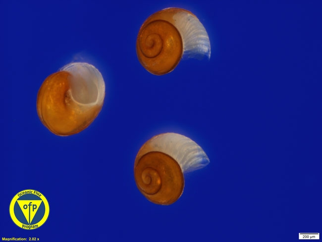 3200m: Gastropod shells
