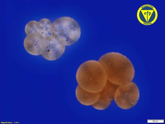 500m: Foraminifera Globigerinoides spp.