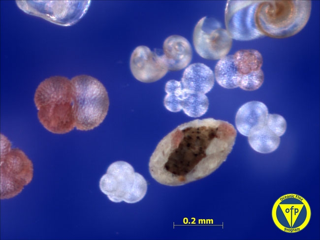 3200m: Foraminifera Globigerinoides ruber, pteropods and interesting particle
