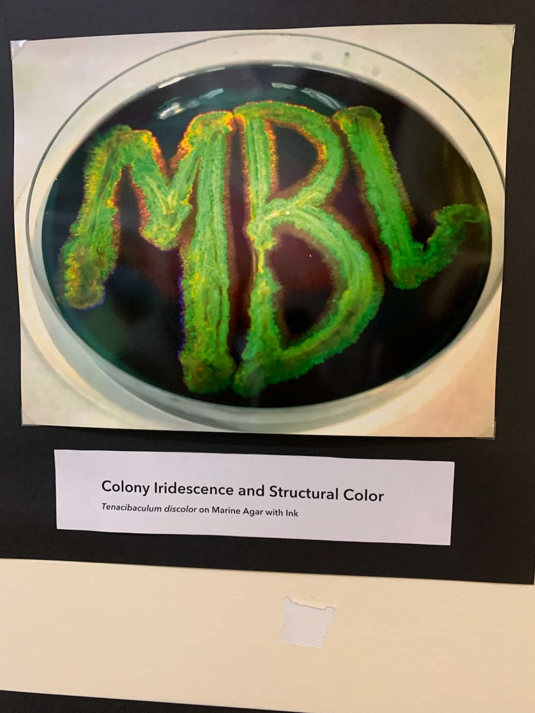 MBL spelled out in Agar on a petri dish