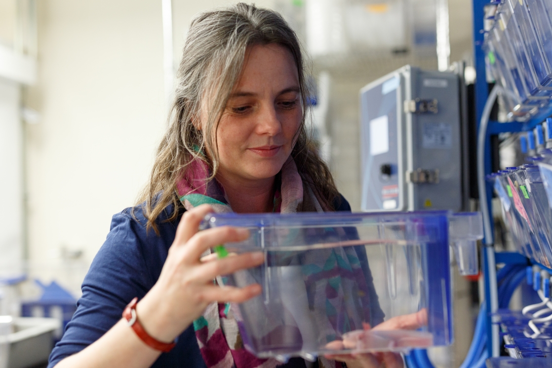 Karen Echeverri in the axolotl lab. Credit: Dee Sullivan