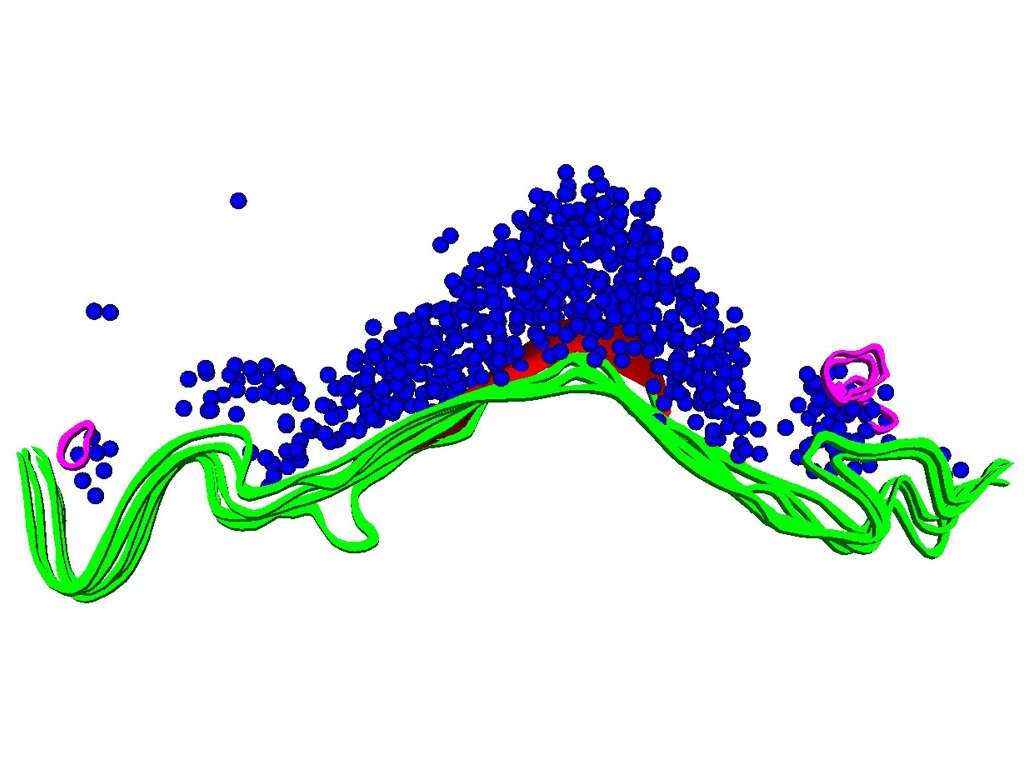 3D reconstruction of a lamprey synapse generated from five serial sections