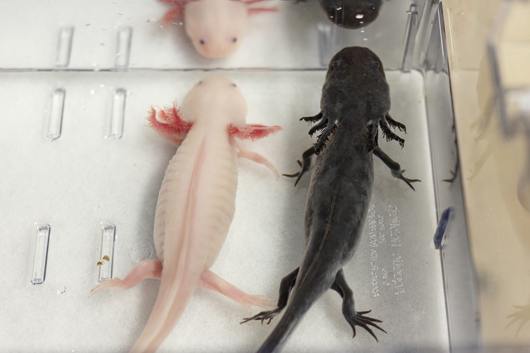 Pink and black axolotls in the lab.