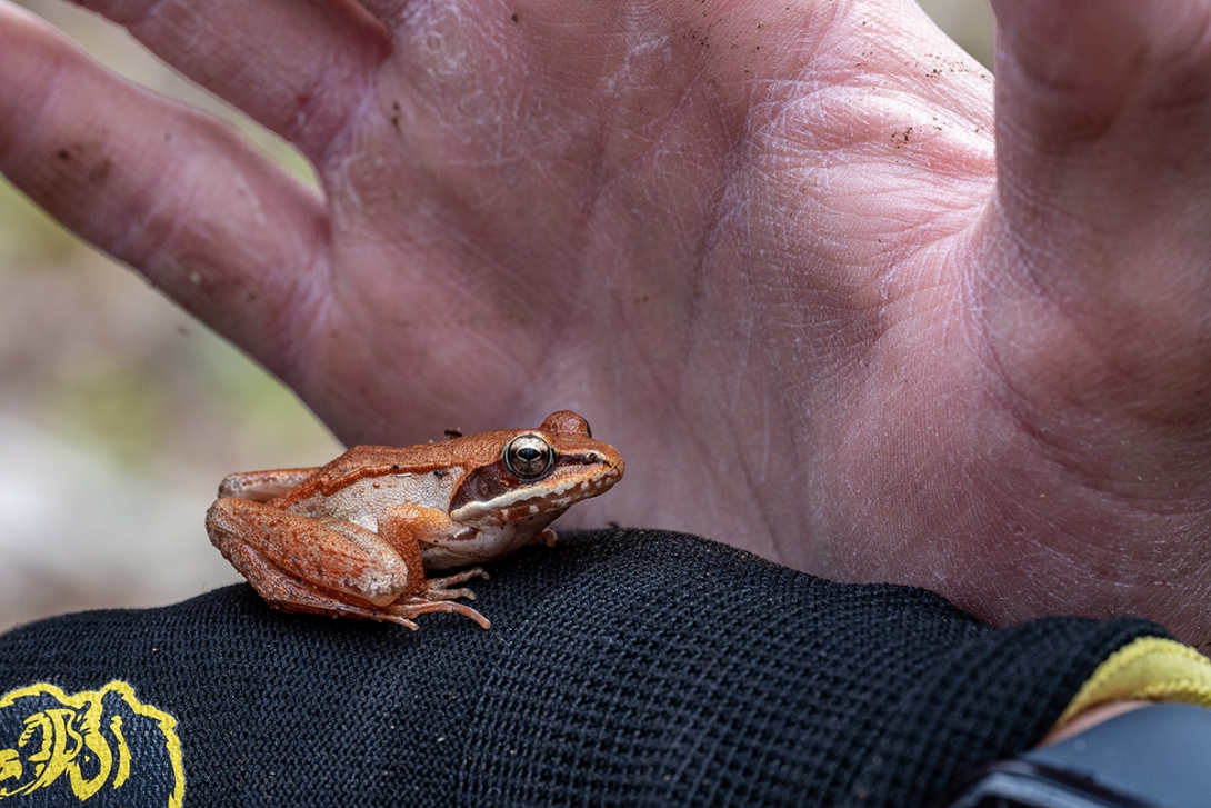 wood frog on hand