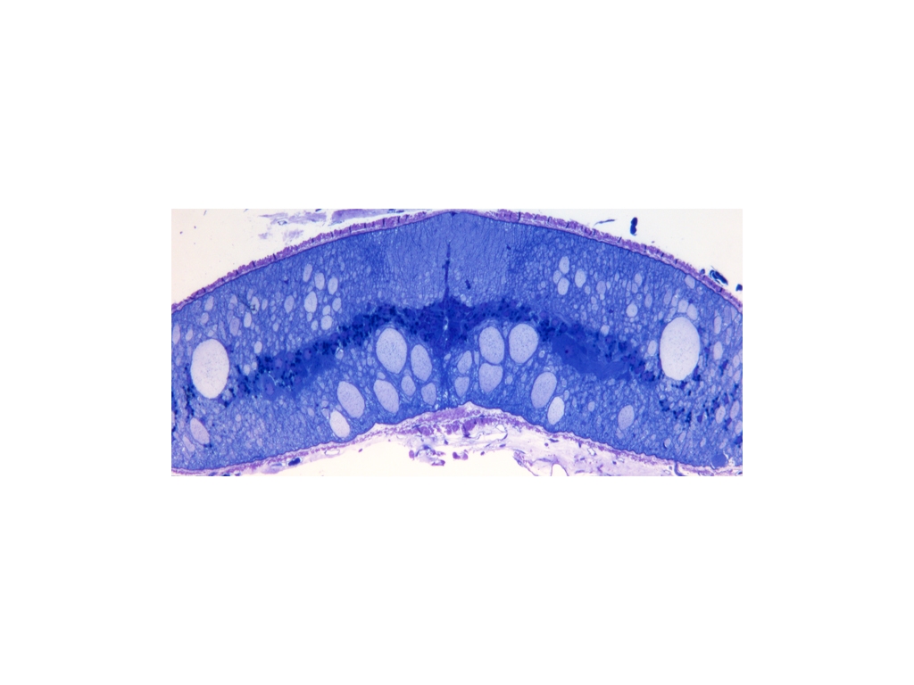 Histological section of a lamprey spinal cord showing the giant axons. 