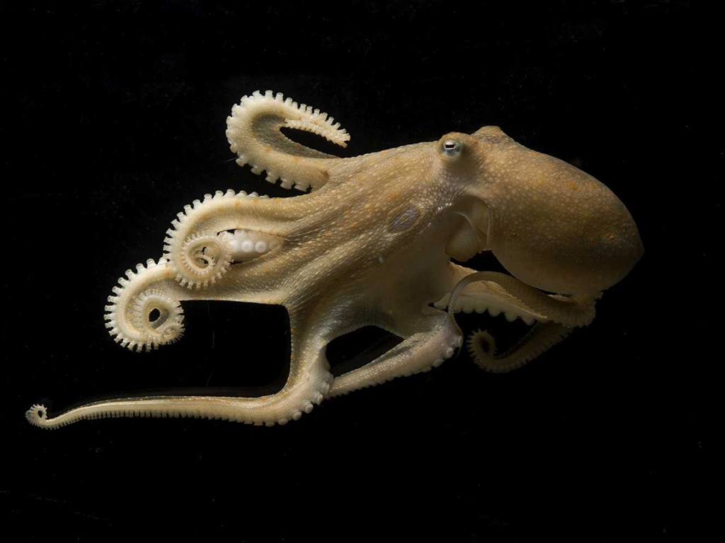 California Two-spot Octopus. 
