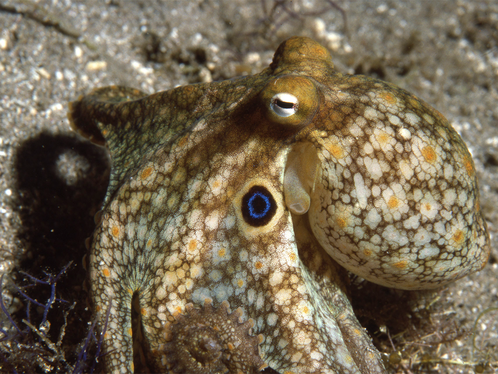 California Two-spot Octopus.