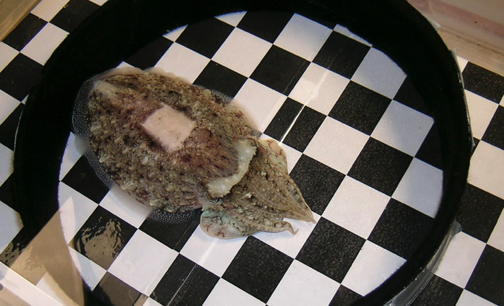 A cuttlefish inside of an experimental arena on an artificial checkboard substrate. 