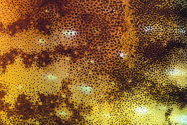 Chromatophores and structural reflectors are responsible for the complex patterning seen in this close-up image of cuttlefish.