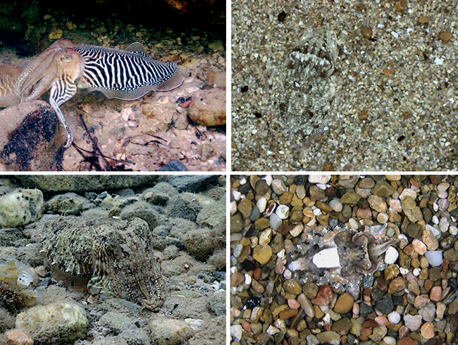 The many looks of a single cuttlefish (Sepia officinalis)