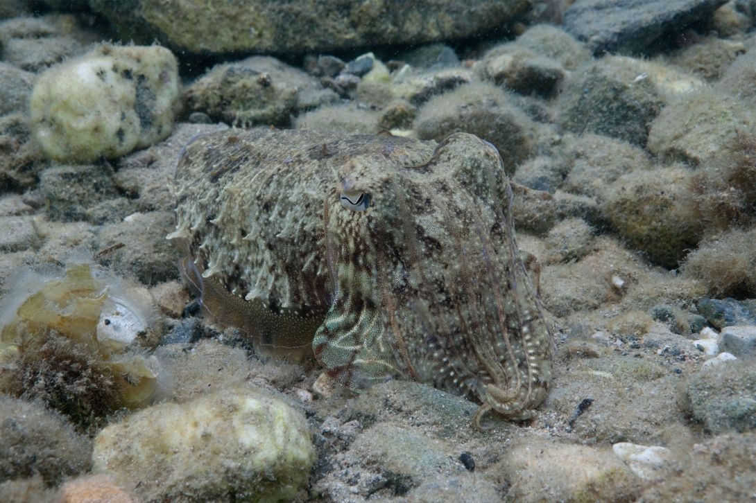 A common cuttlefish (S. officinalis) blending in with its surroundings off the coast of Turkey. Credit: Roger Hanlon